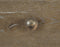 Rustic Patina Bachelor's Chest